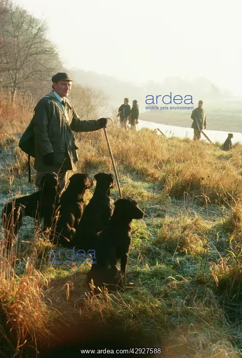 : SHOOTING - pheasant shoot, keeper and labradors : SHOOTING - pheasant shoot, keeper and labradors