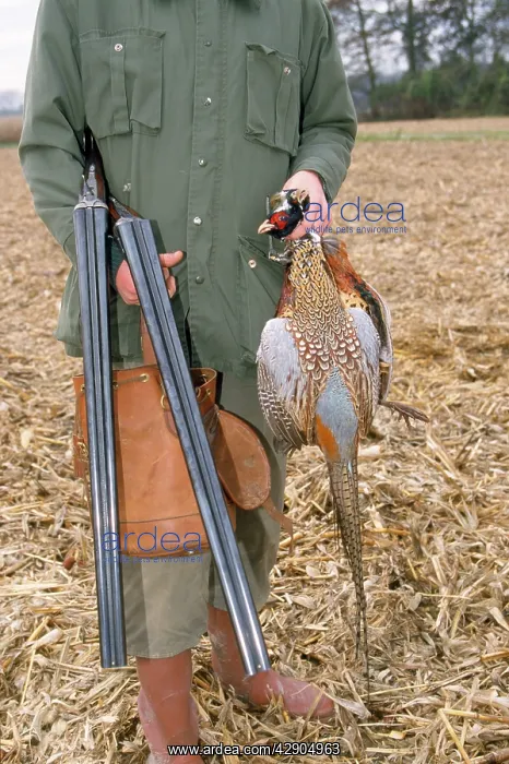 : Shooting - pheasants : Shooting - pheasants