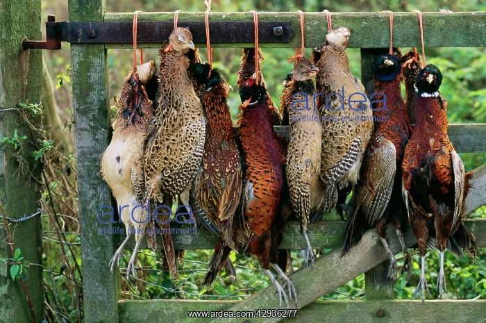 : Shooting - Pheasants hung on gate : Shooting - Pheasants hung on gate