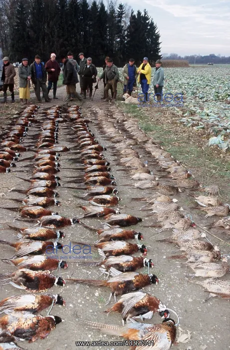 : SHOOTING - shooting, row of dead pheasants : SHOOTING - shooting, row of dead pheasants