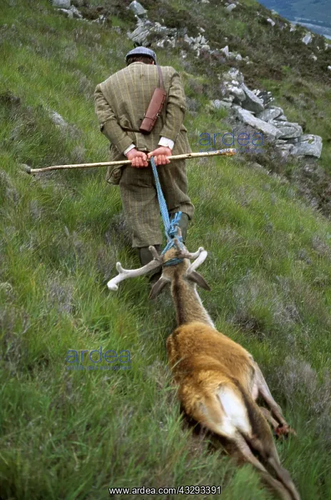  : SHOOTING - Stalker With dead Red Deer (Cervus elaphus)
