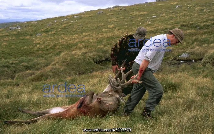 : SHOOTING - Stalkers With Dead Red Deer Stag kill : SHOOTING - Stalkers With Dead Red Deer Stag kill