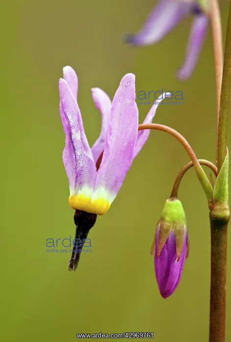 : A Shooting star - flower and bud : A Shooting star - flower and bud