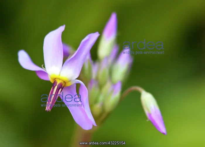: Shooting star wildflower in Zion National : Shooting star wildflower in Zion National