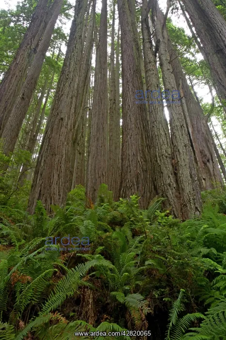  : Shoots from old stump of logged Coastal RedwoodRedwood