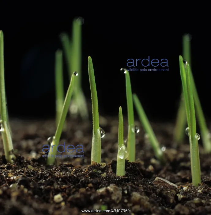: Shoots of young wheat : Shoots of young wheat