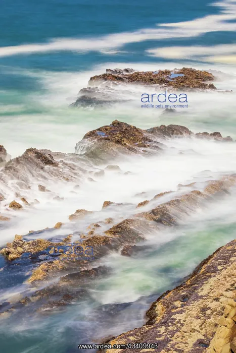 : Shore Acres State Park, Oregon, USA. Blur of waves : Shore Acres State Park, Oregon, USA. Blur of waves