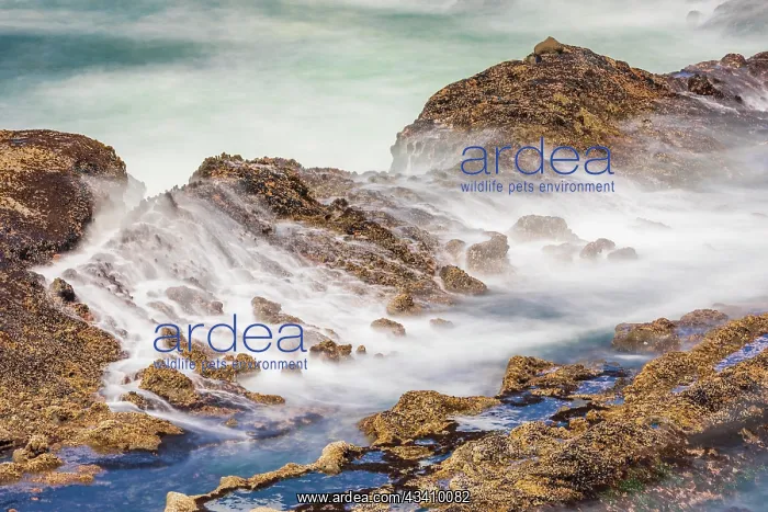 : Shore Acres State Park, Oregon, USA. Blur of waves : Shore Acres State Park, Oregon, USA. Blur of waves