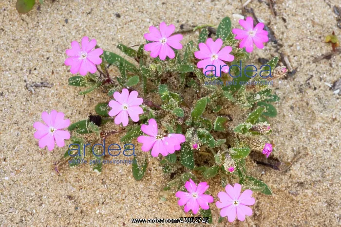 : Shore / Beach Campion - on dunes : Shore / Beach Campion - on dunes