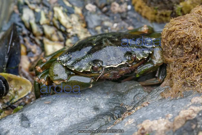: Shore Crab - UK : Shore Crab - UK