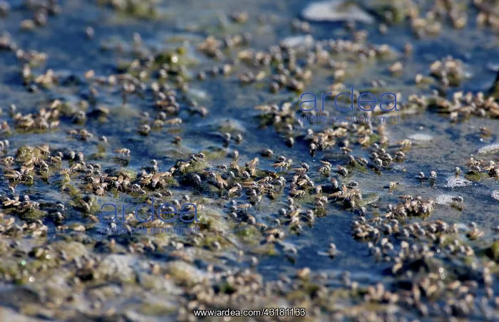 : Shore Flies : Shore Flies