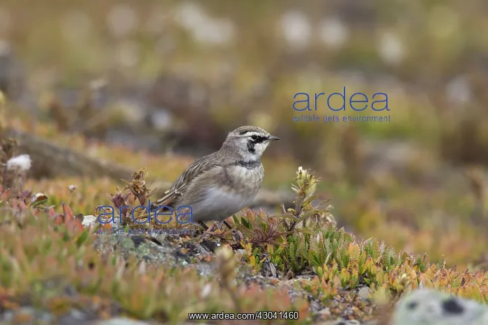  : Shore  /  Horned Lark adult in summer