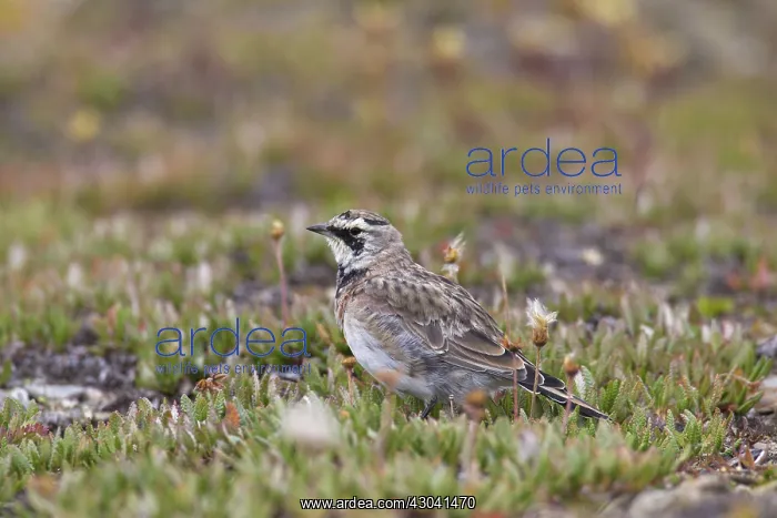  : Shore  /  Horned Lark adult in summer