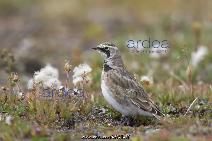  : Shore  /  Horned Lark adult in summer