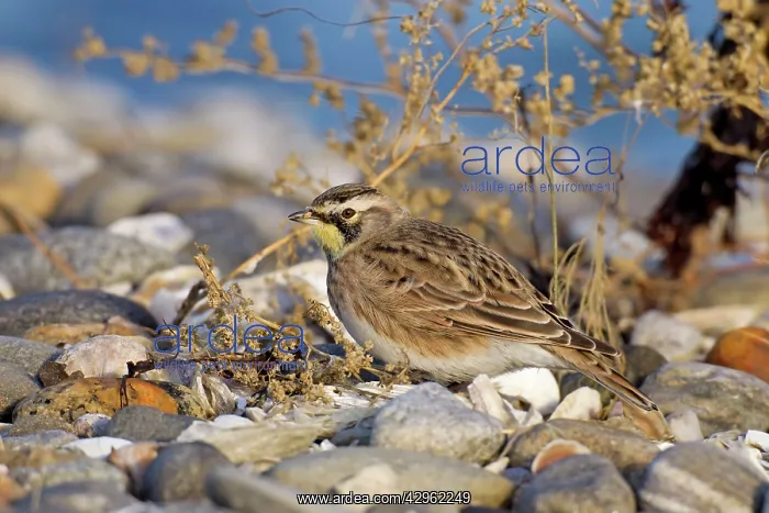 : Shore / Horned Lark - feeding near rack line on sandbar : Shore / Horned Lark - feeding near rack line on sandbar
