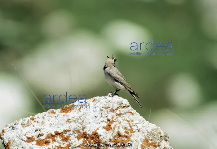 : Shore / Horned Lark - Male : Shore / Horned Lark - Male
