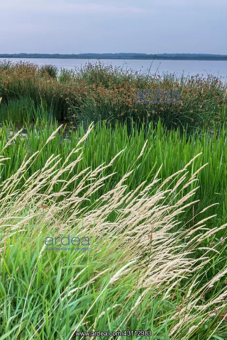 : Shore landscape in the Filsc nature reserve, Hen : Shore landscape in the Filsc nature reserve, Hen