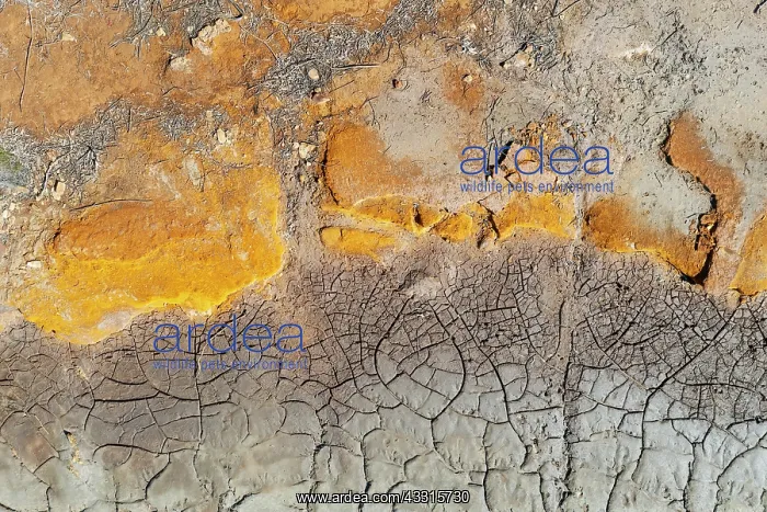 : Detail at the shore of the RA-o Tinto (Red river) : Detail at the shore of the RA-o Tinto (Red river)
