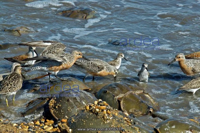 : Shorebirds : Shorebirds