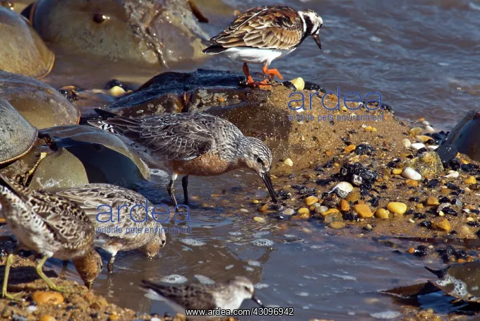 : Shorebirds : Shorebirds