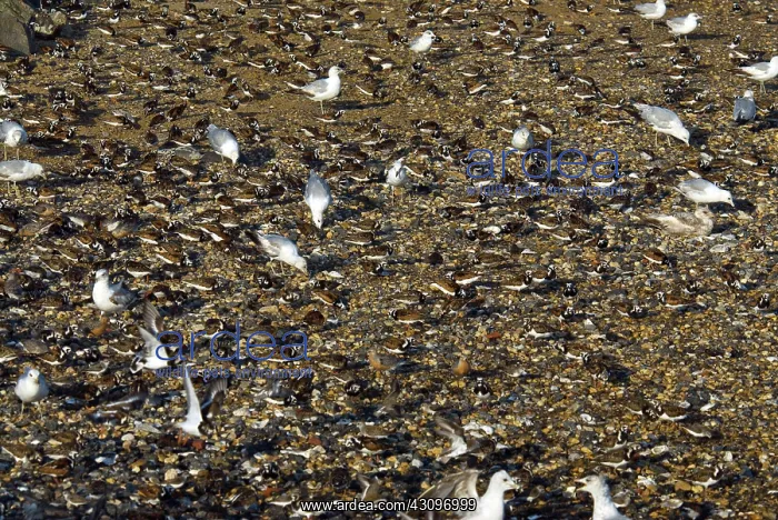 : Shorebirds : Shorebirds