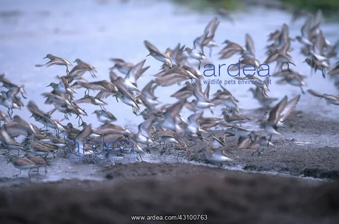 : Shorebirds in Delaware : Shorebirds in Delaware