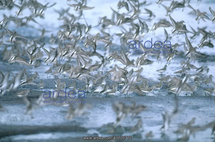 : Shorebirds in Delaware : Shorebirds in Delaware