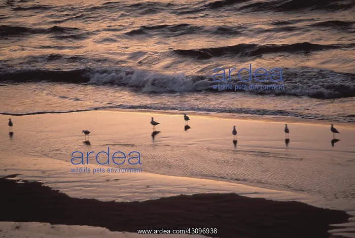 : Shorebirds at dusk : Shorebirds at dusk