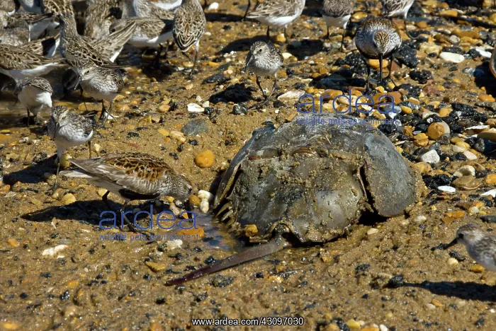 : Shorebirds eating Horseshoe Crab eggs : Shorebirds eating Horseshoe Crab eggs