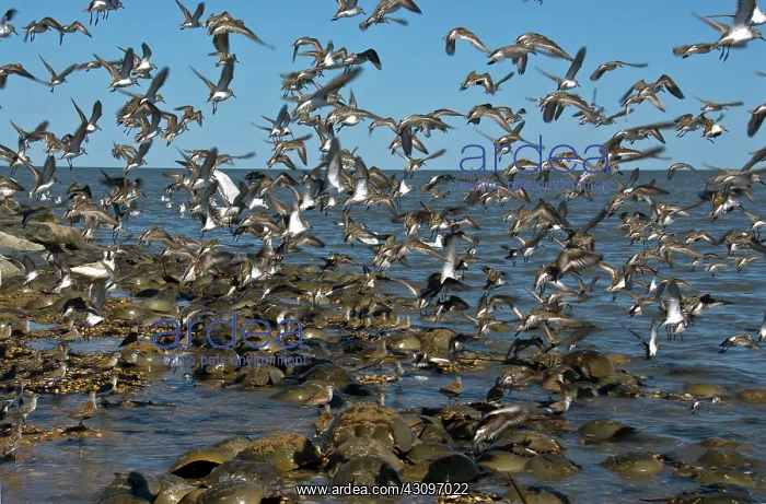 : Shorebirds and Horseshoe Crabs : Shorebirds and Horseshoe Crabs