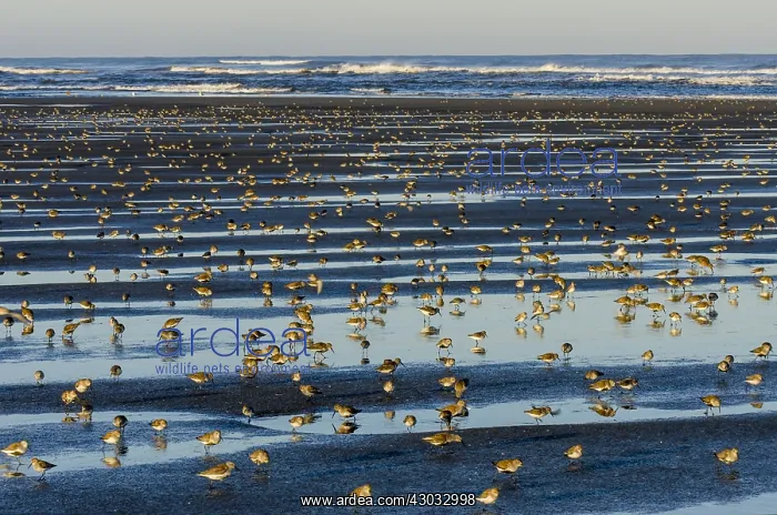 : Shorebirds--mostly dunlins and western sandpipers--feed : Shorebirds--mostly dunlins and western sandpipers--feed