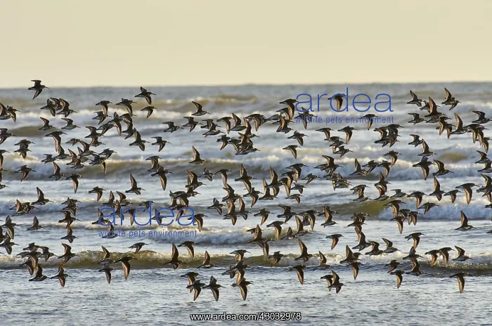  : Shorebirds--mostly dunlins and western sandpipers--flying
