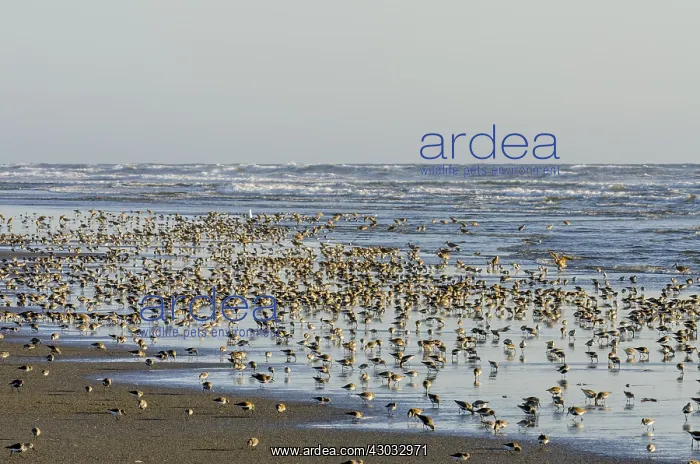 : Shorebirds--mostly dunlins, western sandpipersand : Shorebirds--mostly dunlins, western sandpipersand