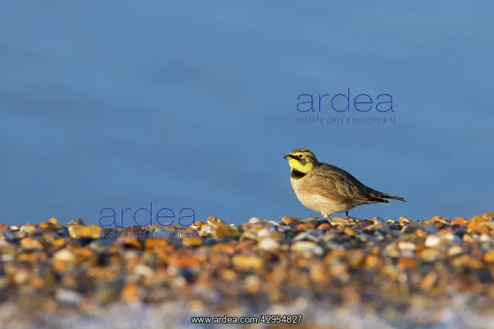 : Shorelark - single adult resting on the shoreline : Shorelark - single adult resting on the shoreline