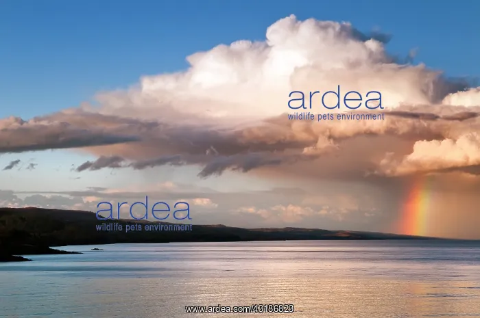 : Shoreline with approaching rainclouds accompanied by a rainb : Shoreline with approaching rainclouds accompanied by a rainb