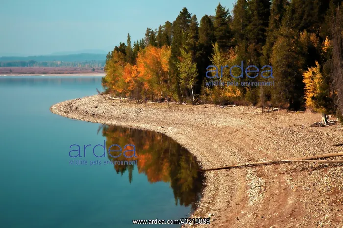 : Shoreline and autumn colors on Lake Jackson : Shoreline and autumn colors on Lake Jackson