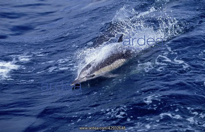: Short-beaked Common dolphin : Short-beaked Common dolphin
