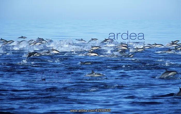 : Short-beaked Common dolphin : Short-beaked Common dolphin