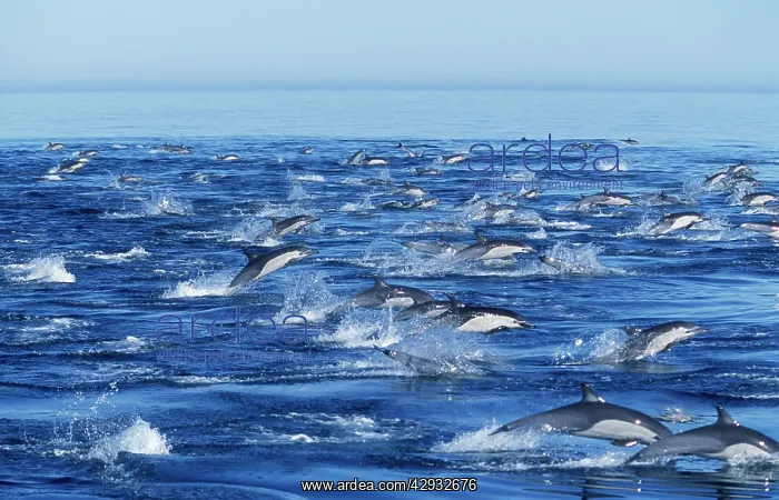 : Short-beaked Common dolphin : Short-beaked Common dolphin