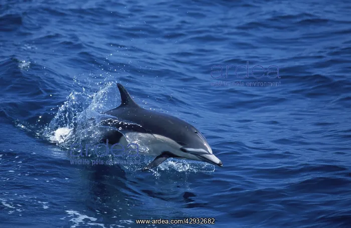 : Short-Beaked Common dolphin : Short-Beaked Common dolphin
