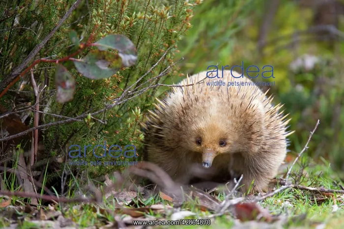 : Short-beaked Echidna : Short-beaked Echidna