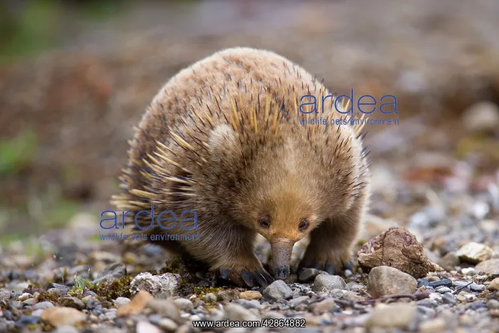 : Short-beaked Echidna : Short-beaked Echidna