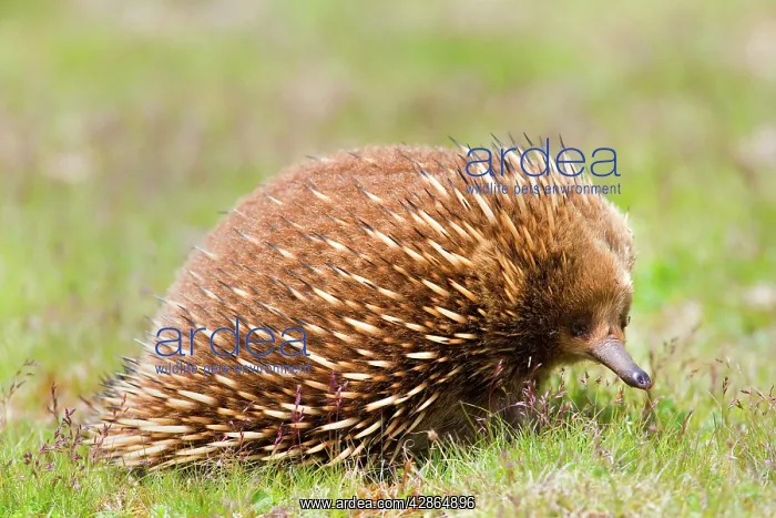 : Short-beaked Echidna : Short-beaked Echidna