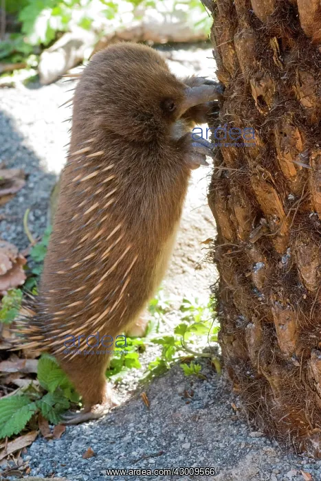 : Short-beaked Echidna : Short-beaked Echidna