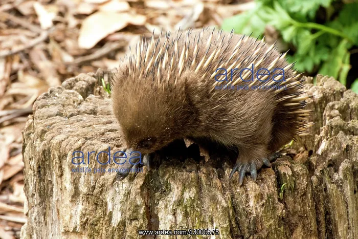 : Short-beaked Echidna : Short-beaked Echidna