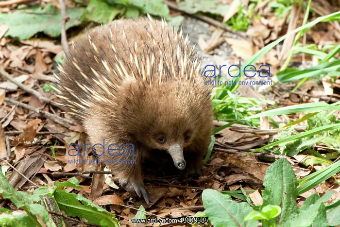  : Short-beaked Echidna