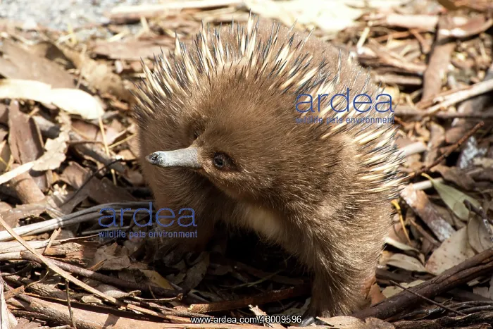  : Short-beaked Echidna