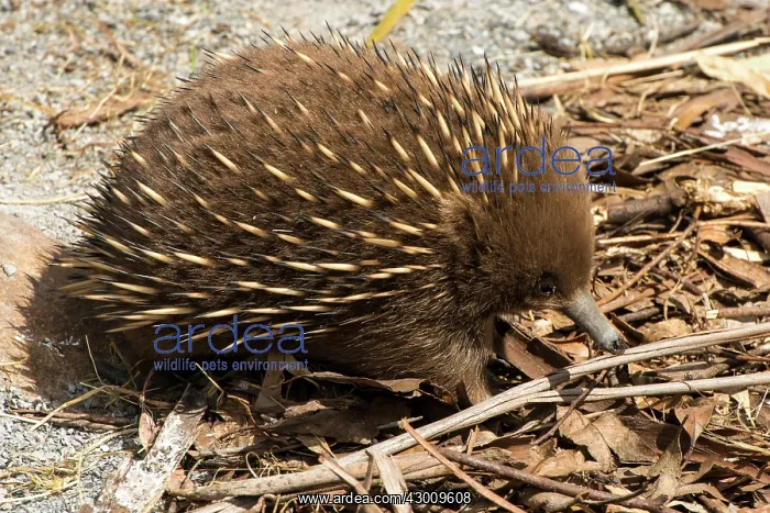  : Short-beaked Echidna