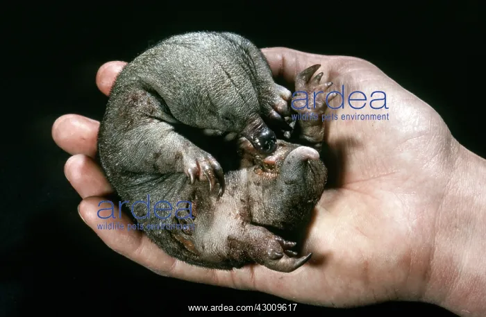 : Short-beaked Echidna : Short-beaked Echidna
