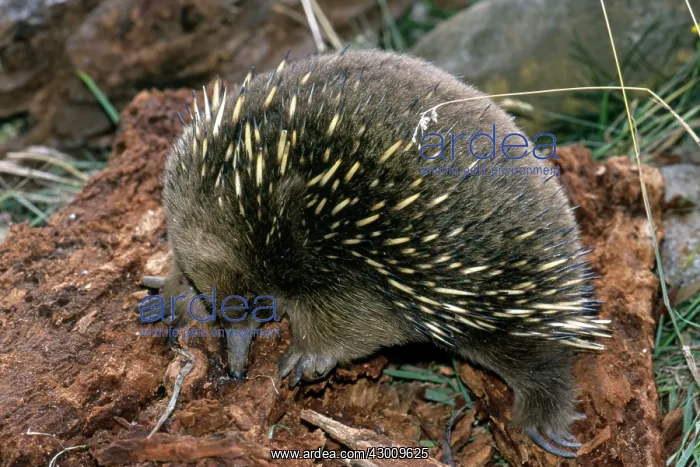 : Short-beaked Echidna : Short-beaked Echidna
